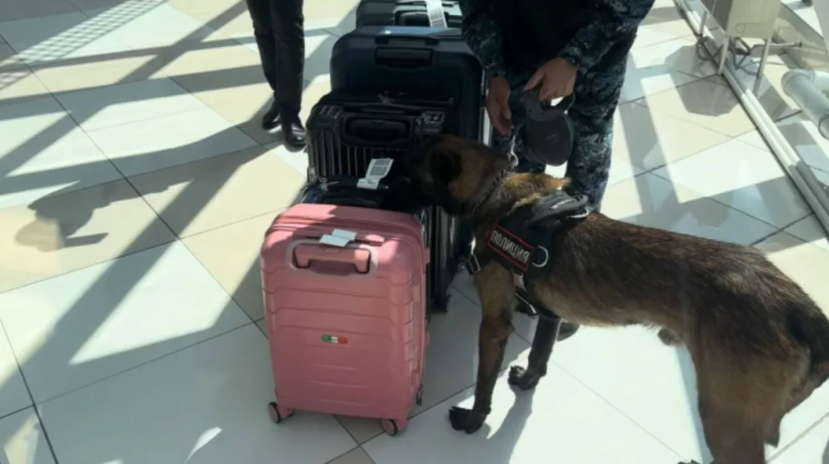 «Чистое небо»: масштабную операцию по борьбе с наркопреступностью провели в аэропорту Талдыкоргана