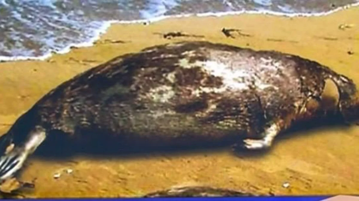 АШМ итбалықтардың жаппай қырылуына өз болжамын айтты