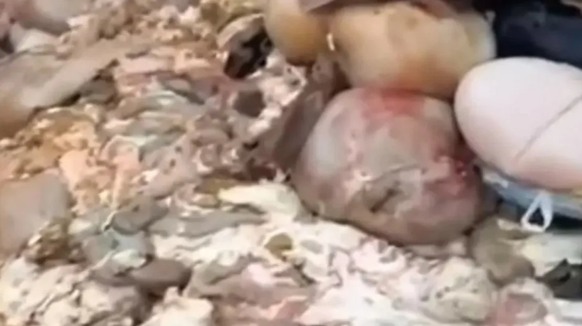 Көшеге тоннаға жуық қойдың ішек-қарны мен терісін төгіп кеткен