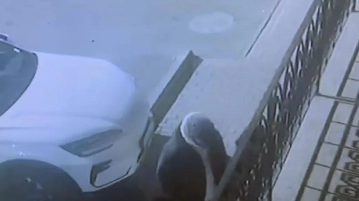 Ночные грабители выслеживали одиноких прохожих в Алматы (ВИДЕО)