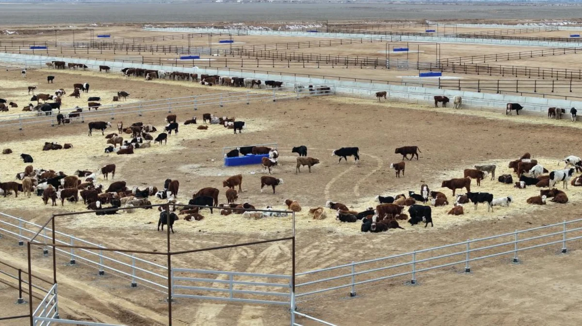 Аустарлиялық әдіс: Арыста ірі қараны жаңа тәсілмен бордақылауға көшпек