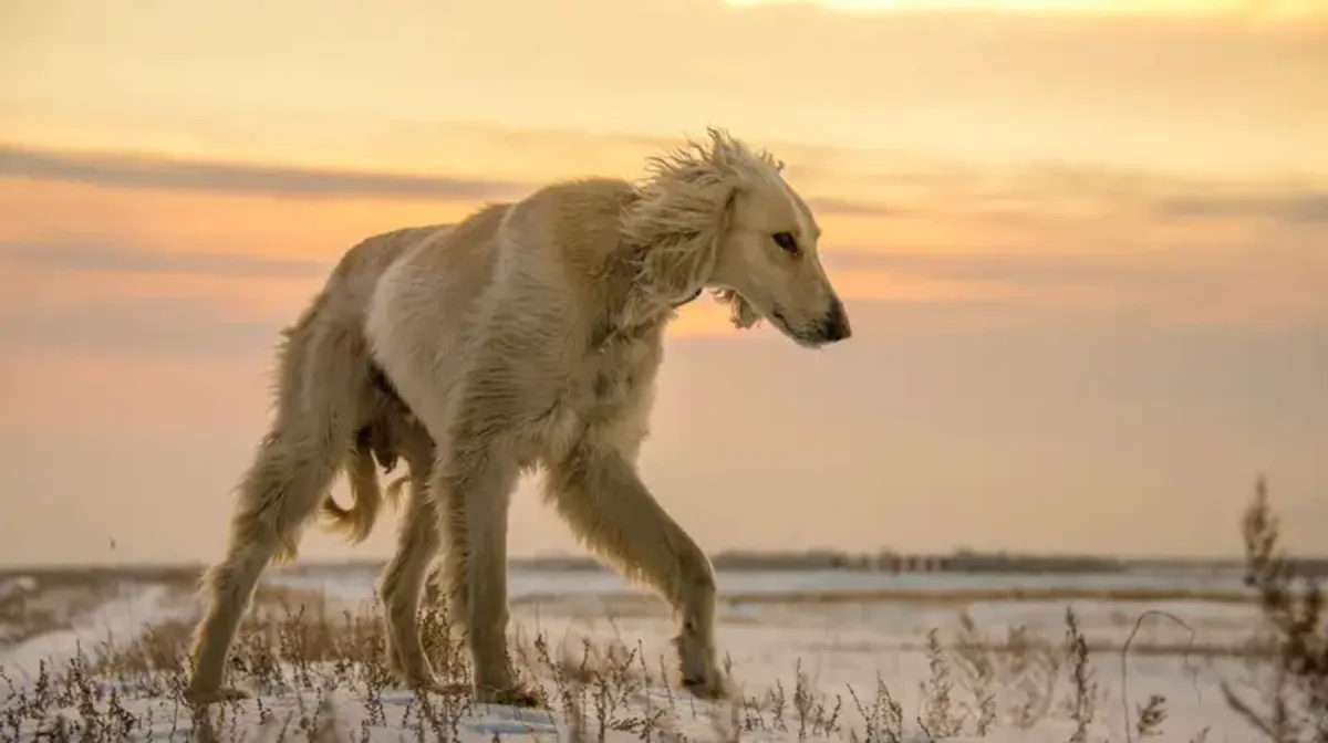 «Тазы мен төбет күні»: Елімізде тағы бір жаңа мереке пайда болуы мүмкін