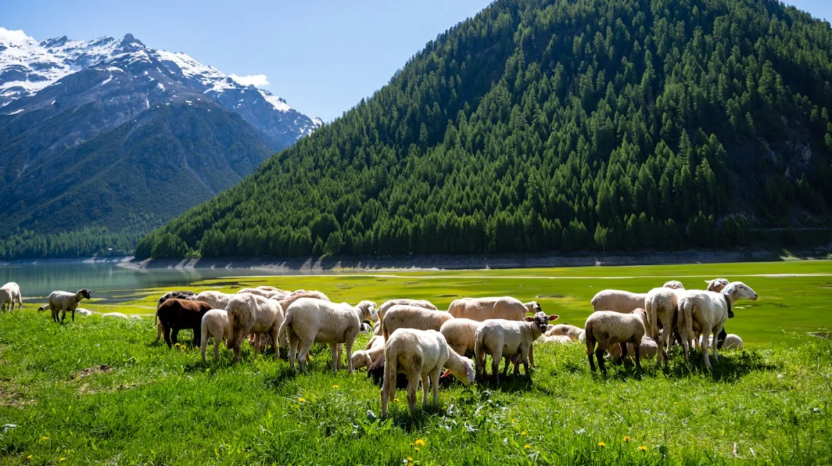 Фото: pixabay.com