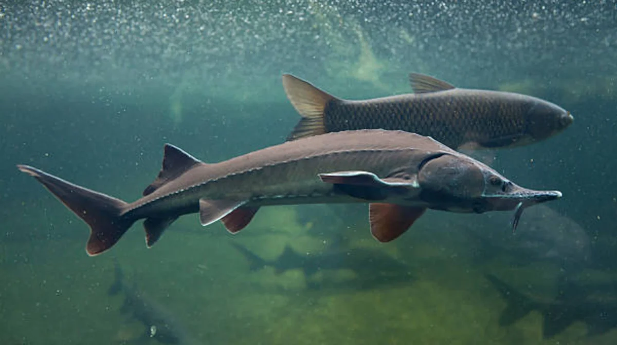 Фото: pixabay.com