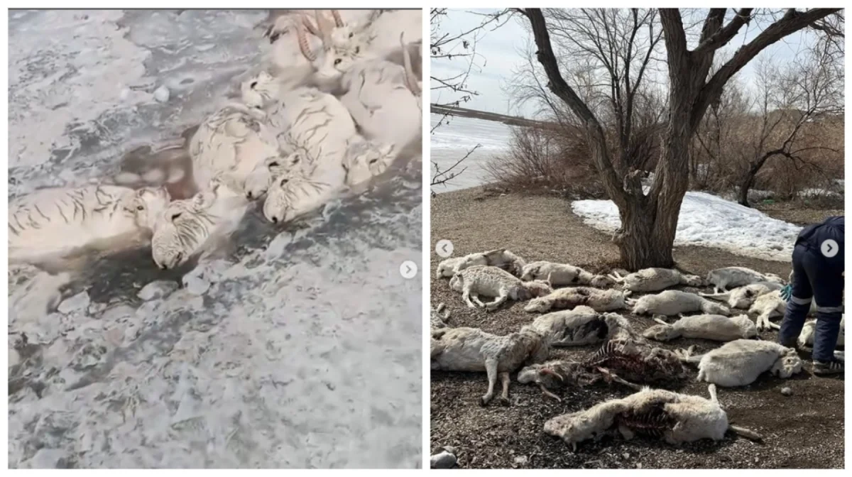 «Киік қырылып жатыр»: Экология министрлігі жағдайды түсіндірді