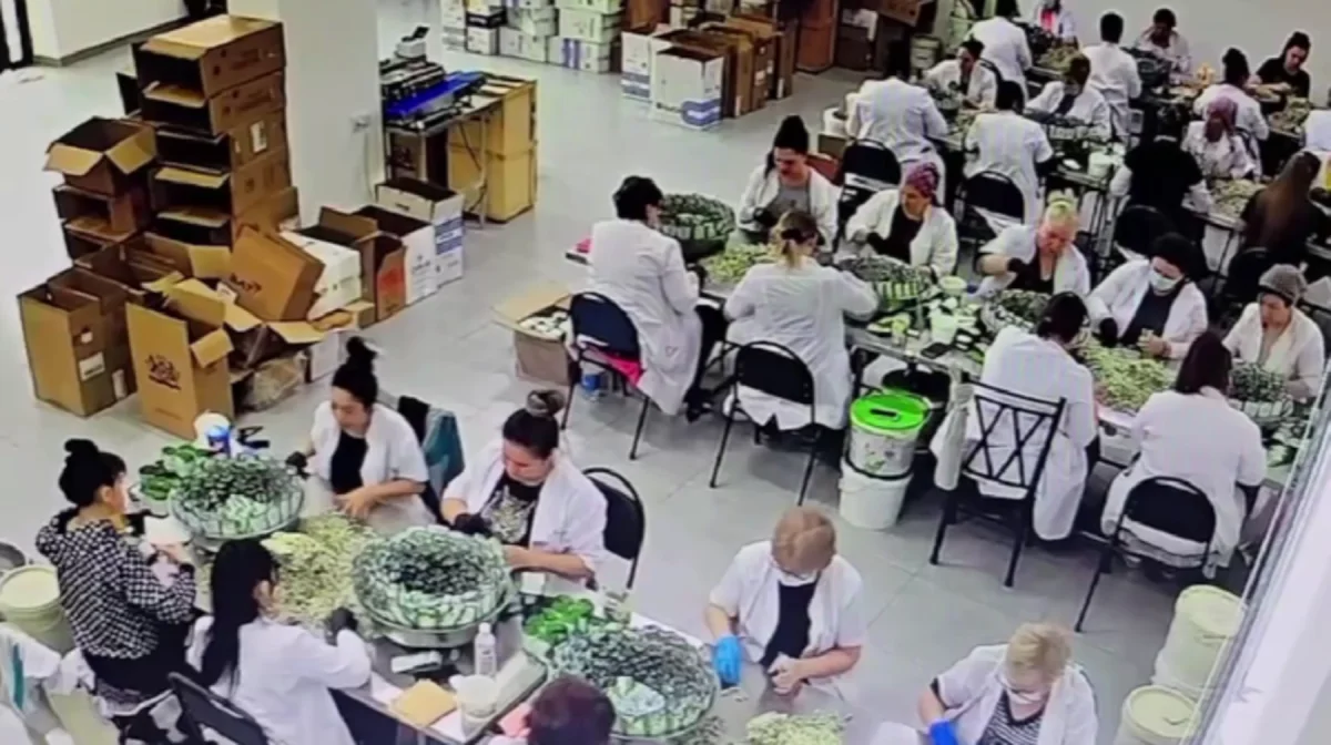 Қауіпті бизнес: Түркістан облысында 10 миллион дана снюс тәркіленді