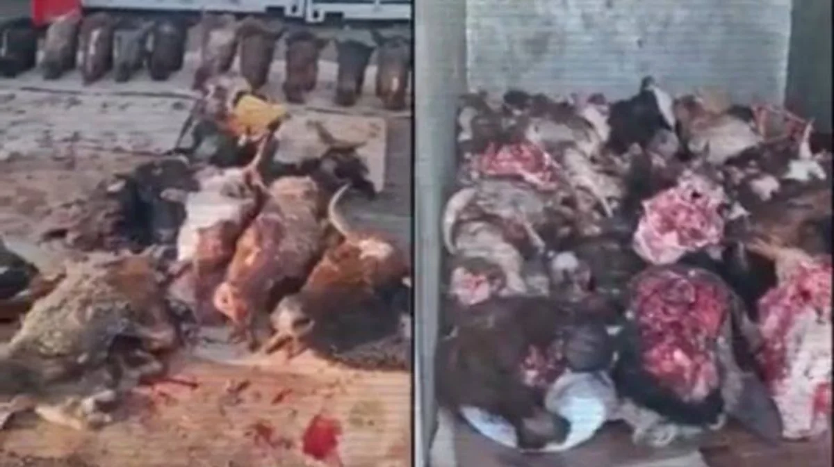 Үш қалада мал соятын 13 заңсыз цех табылды (ВИДЕО)