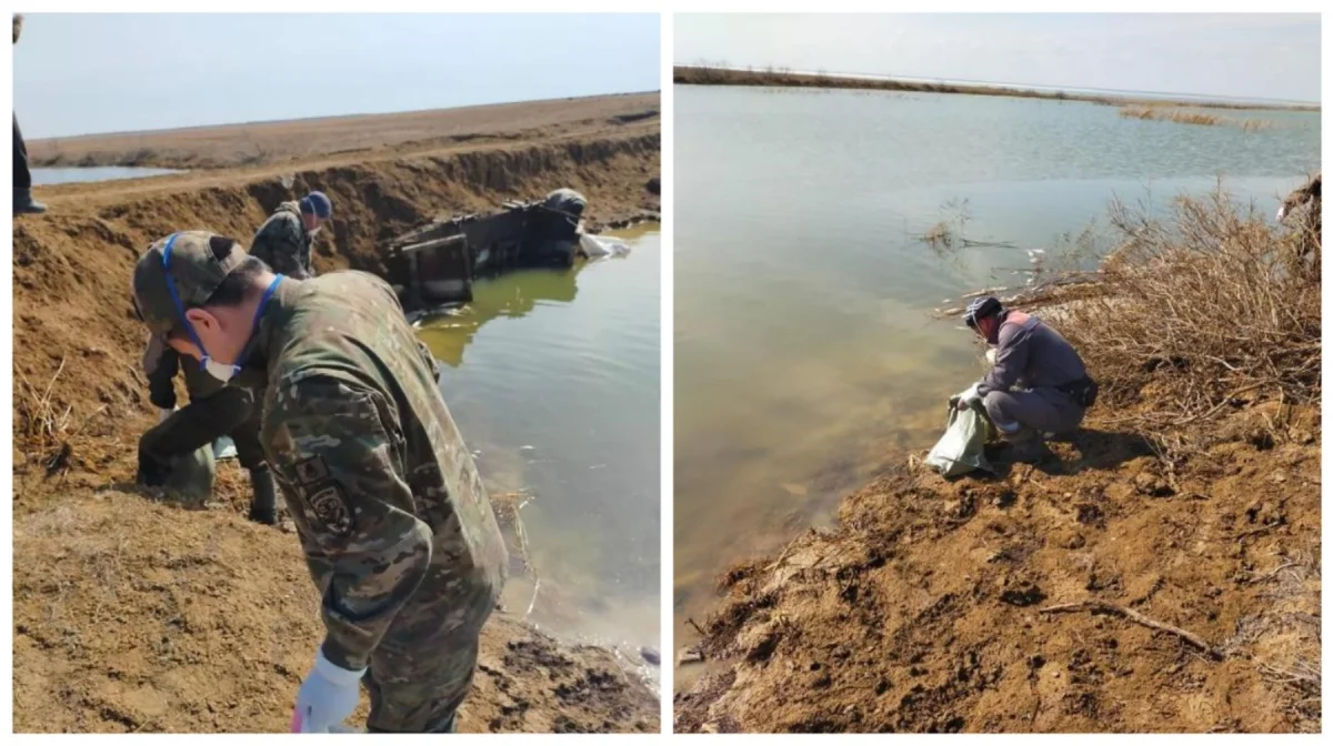 Қостанай облысындағы су айдынында балықтар қырылды