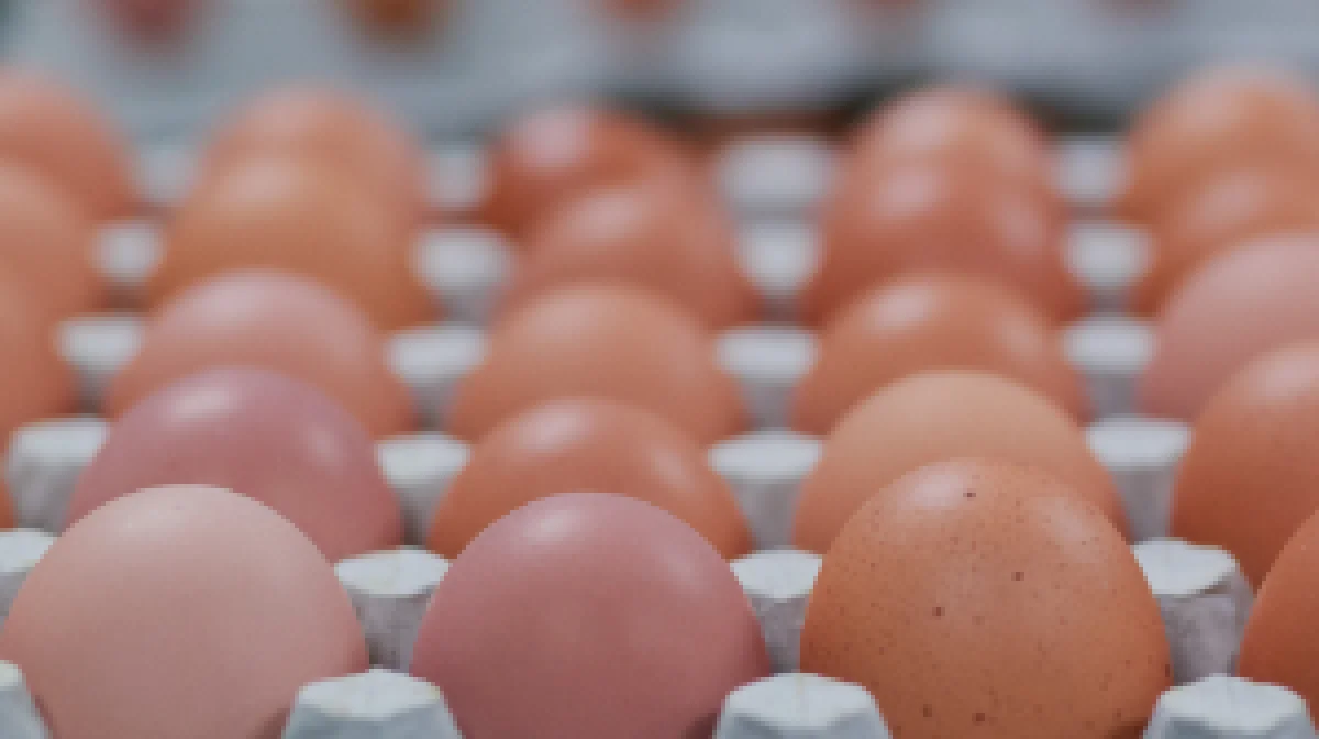 Жұмыртқа бағасы арзандап жатыр