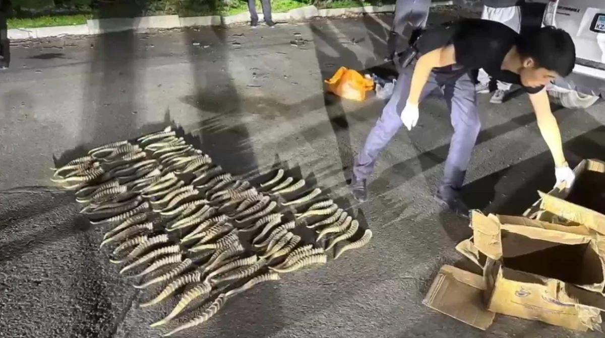 Жүздеген млн теңге шығын: Жетісу облысында киік мүйіздерінің заңсыз саудасы тоқтатылды