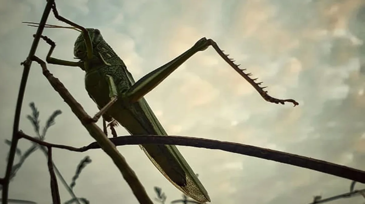 Саранча атакует южные регионы Казахстана