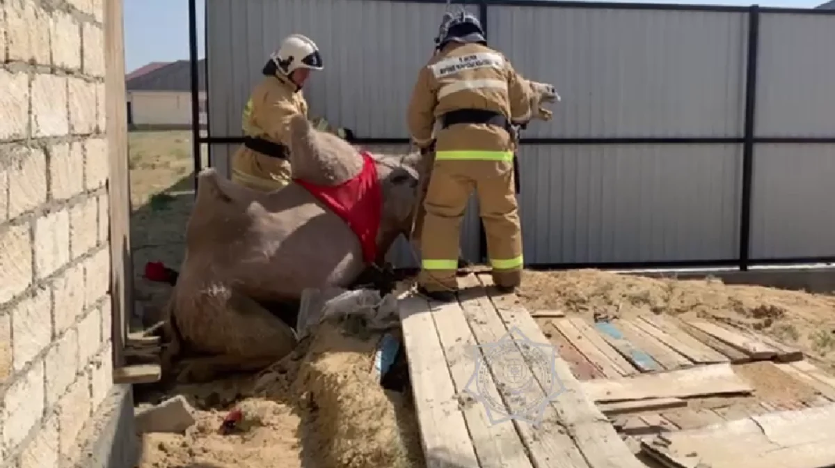 Қызылорда облысында дәретхана шұңқырына құлаған түйе құтқарылды