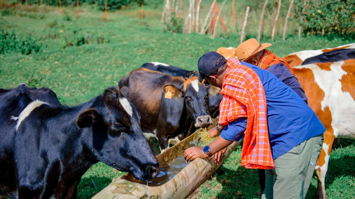 Субсидии в сауну: в ЗКО разоблачили крупную аферу с агрокредитами