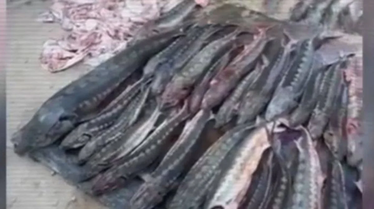 Жаңаөзен тұрғынынан жарты тоннадан аса бекіре тәркіленді