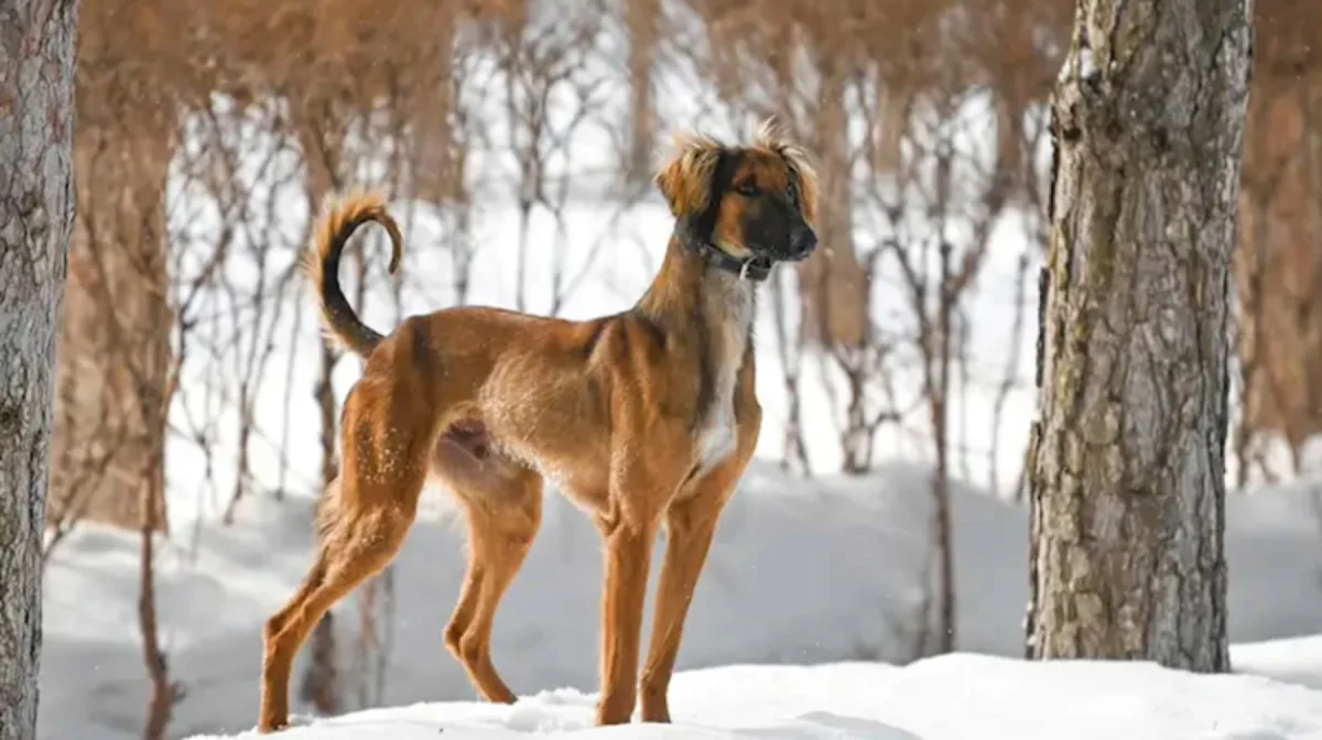 скриншот из видео /24.kz