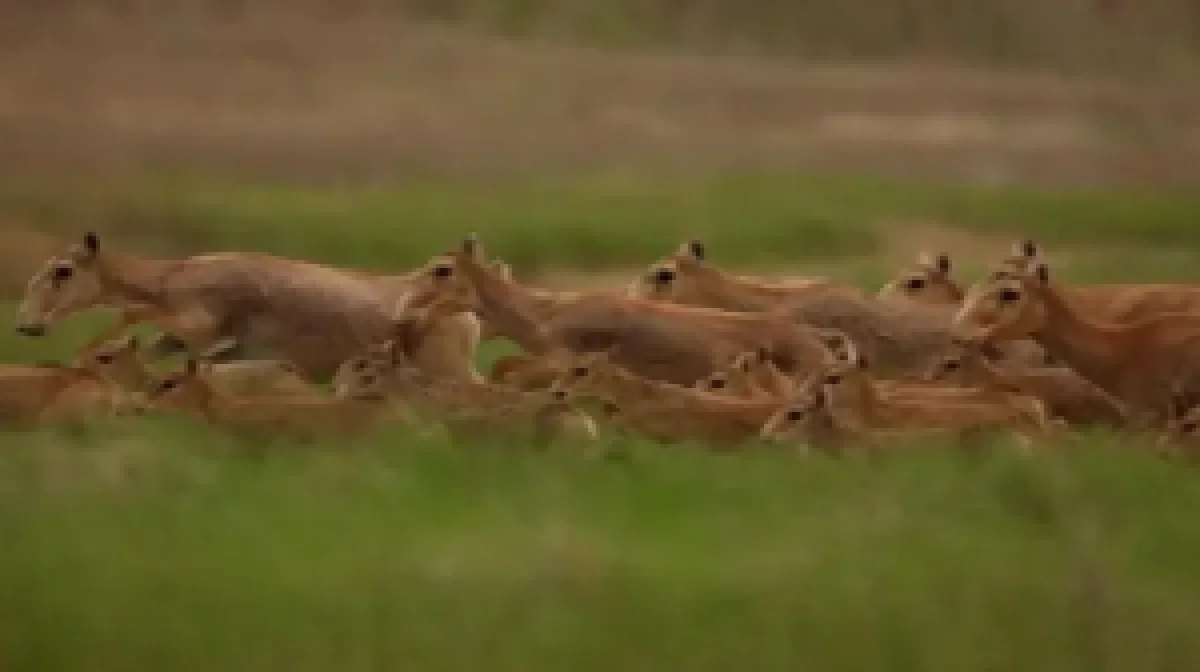 Қазақстанда 800 мың киікті атуға рұқсат етілуі мүмкін