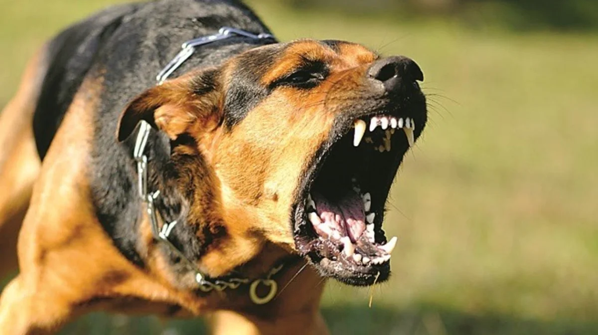 «Құлағын жұлып алған»: Алматы облысында 10 жасар баланы үш ит талап тастады