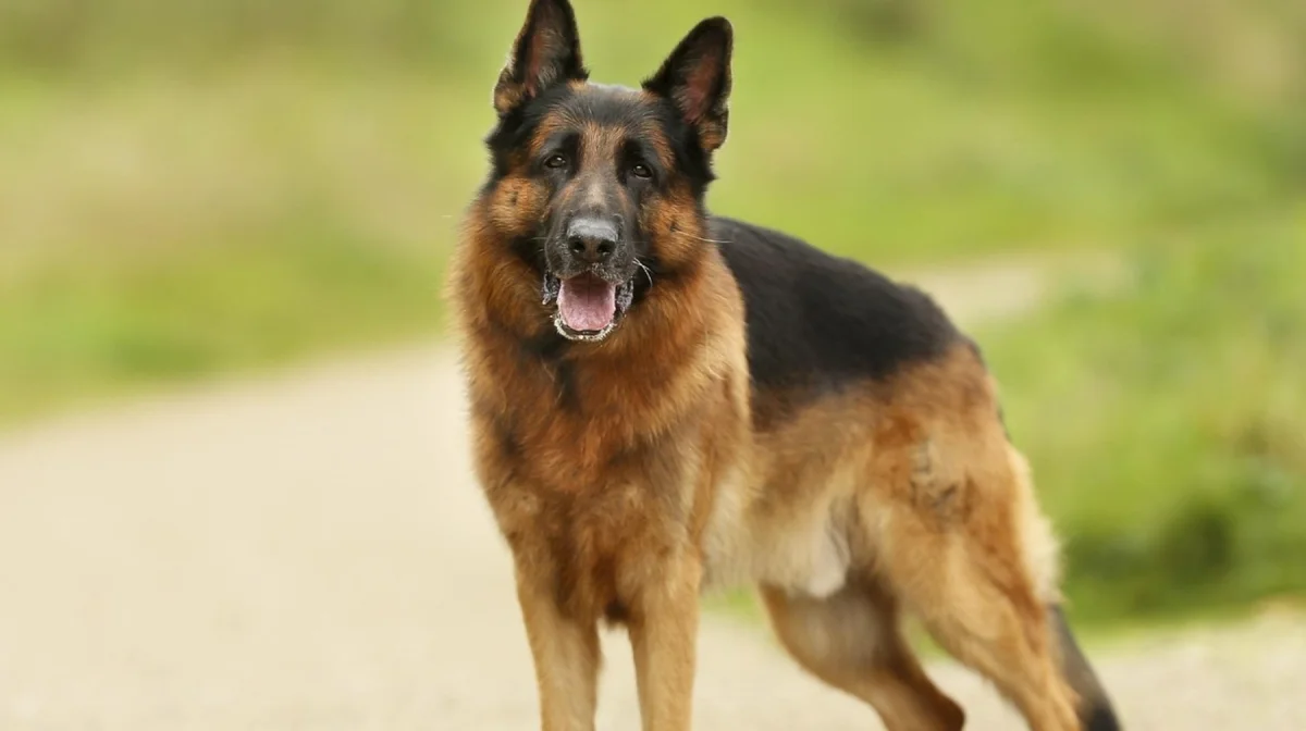 Собаки растерзали мальчика в Алматинской области: прокуратура обещает жёсткие меры