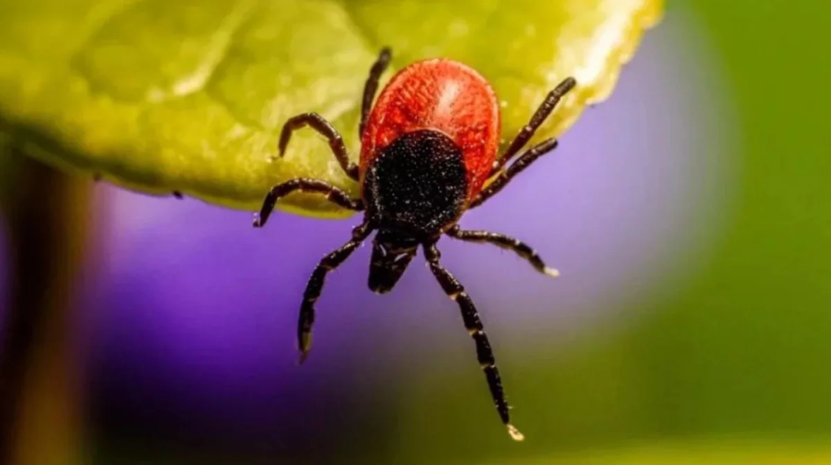 Фото: pixabay.com