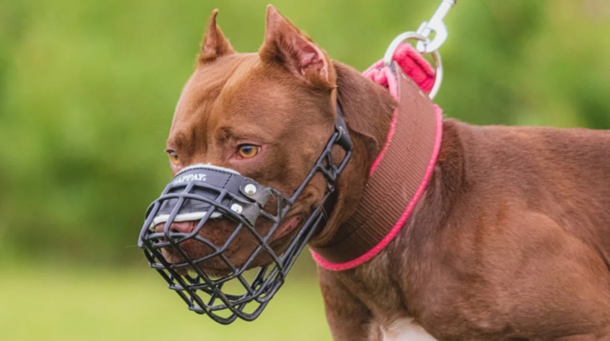 «Бала иттерді өзі ызаландырды»: Алматы облысында балаға шабуыл жасаған иттердің иесі өз нұсқасын айтты