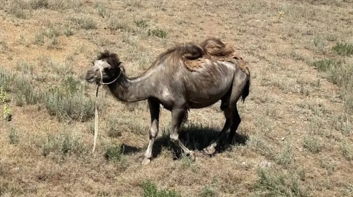 Атырау облысында түйелер белгісіз індеттен қырылып жатыр