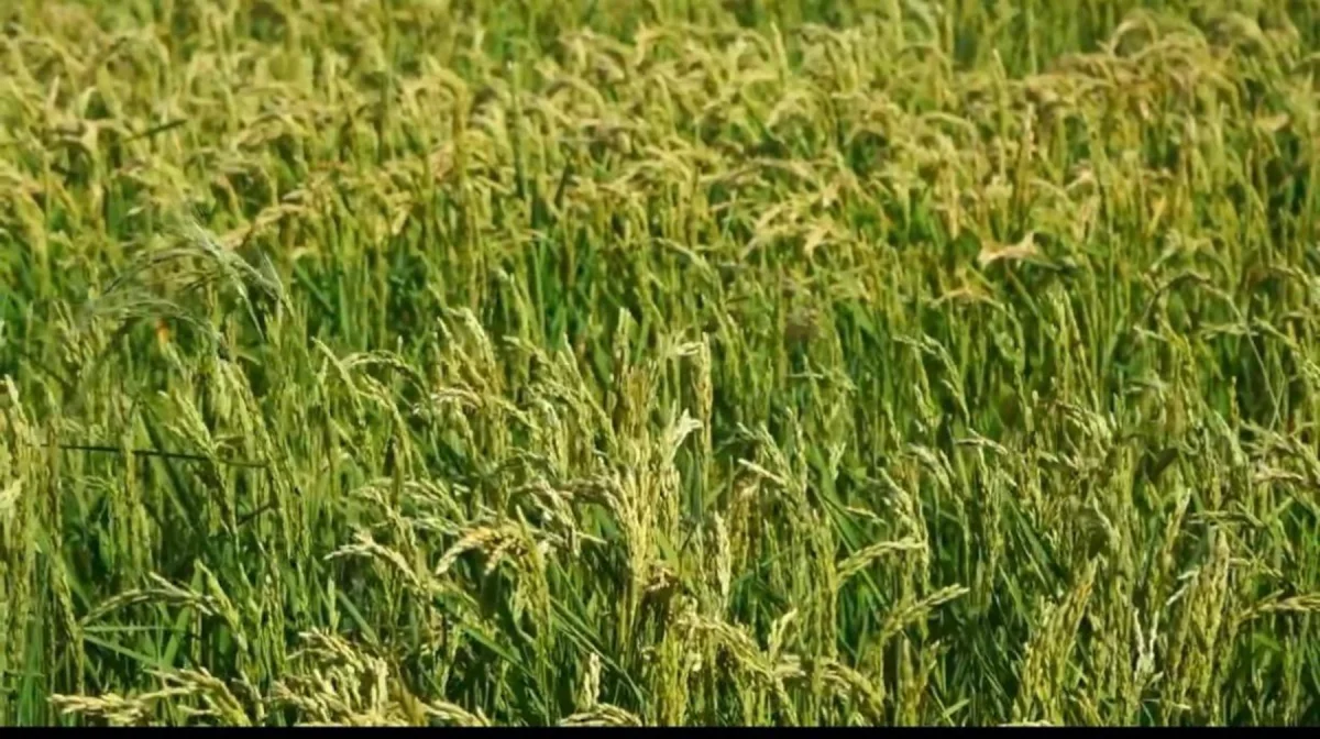 Водный скандал на юге: руководителям «Казводхоза» объявлены строгие выговоры за незаконный полив риса