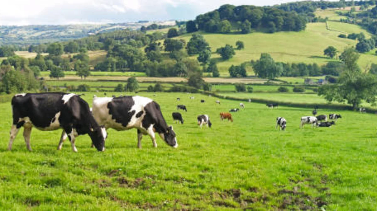 Елімізде ауыл шаруашылығы санағы басталды