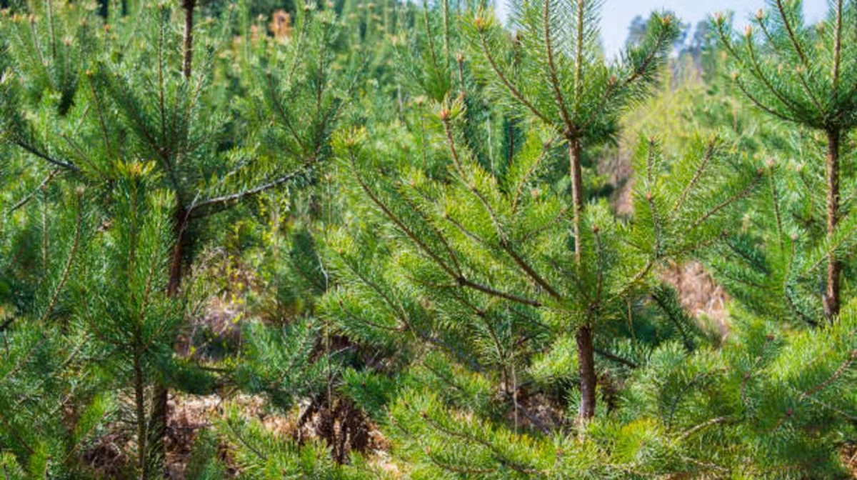 Қонаев қаласында 6 миллион көшет отырғызылатын тәлімбақ салынады