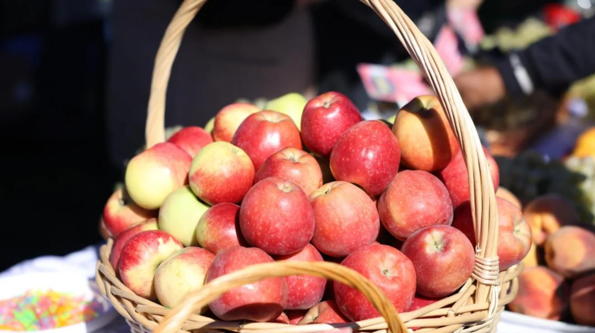 Алматы облысында алманың апорт сорты қайта жаңғыртылмақ