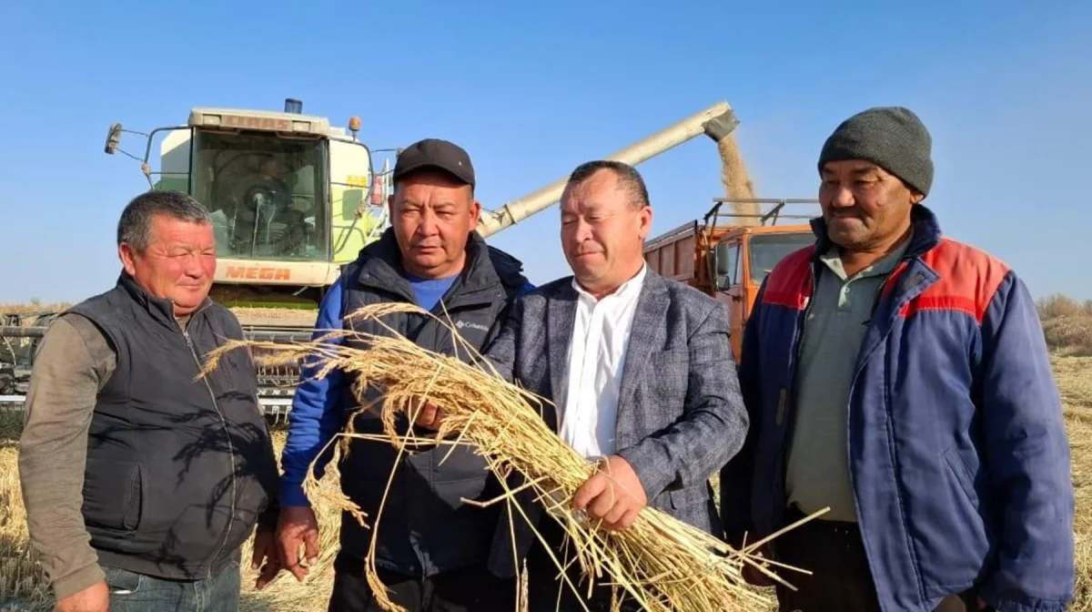 Алматы облысының Балқаш ауданында күріш жинау науқаны жүріп жатыр