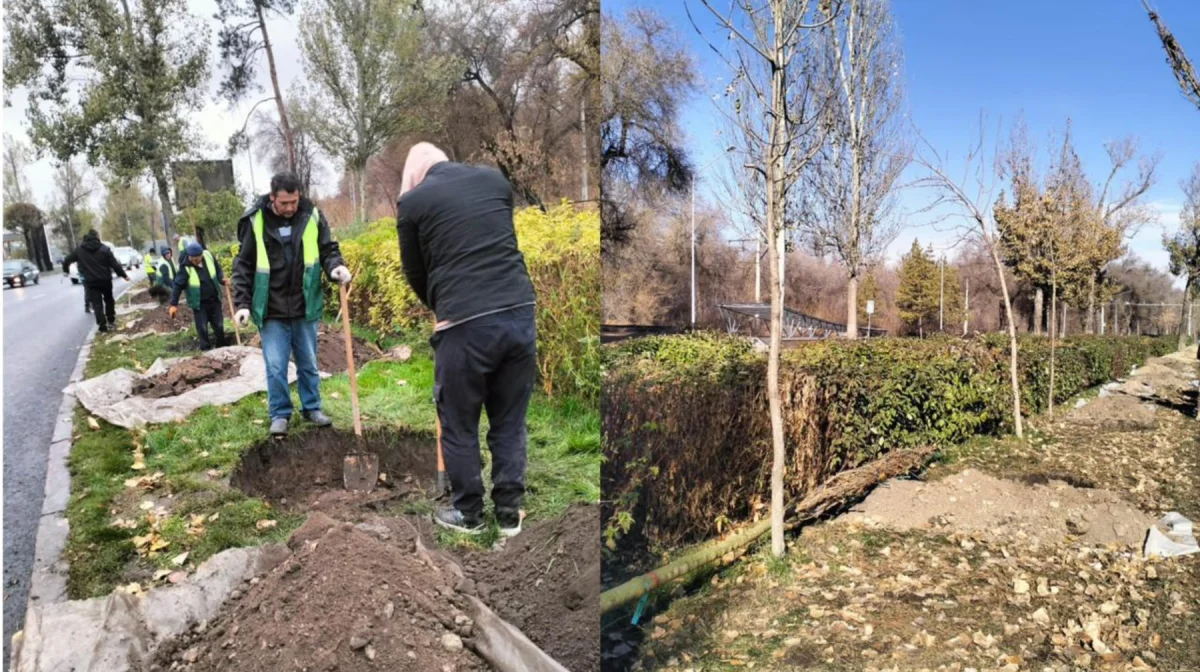 Алматыда бір ауданның өзінде 800 мыңға тарта ағаш егілді