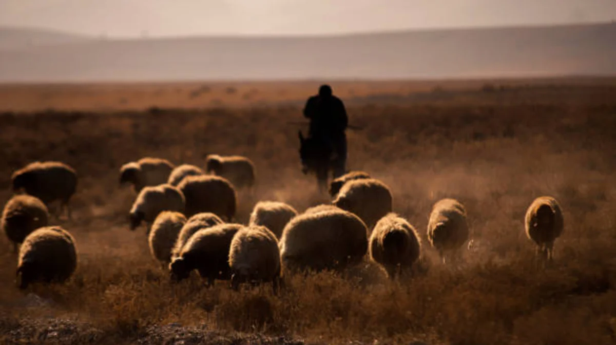 «Үш күндей тамақ ішпеген»: Жамбыл облысында 700 қойымен бірге адасып кеткен қойшы табылды