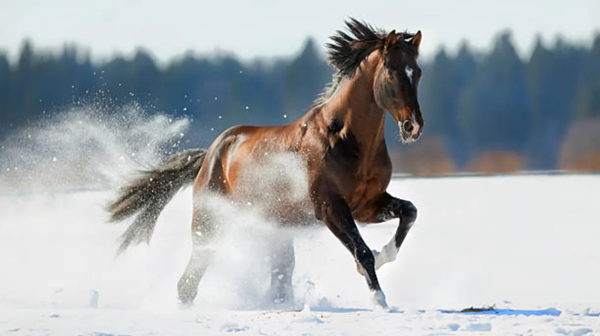 Батыс Қазақстанда аяздан мал қырылып жатыр