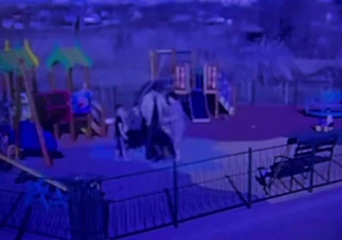 Фото: видеодан скриншот