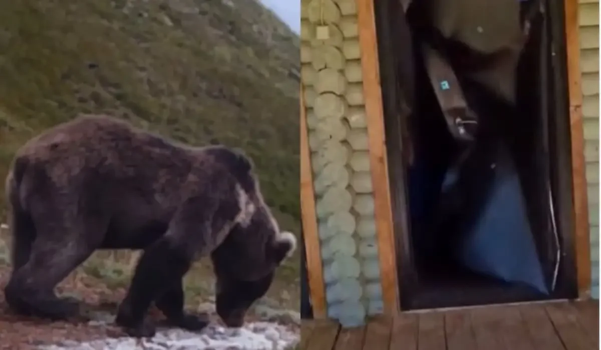 Фото: скриншот из видео