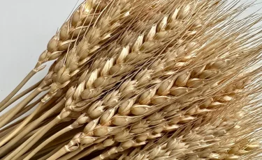 Казахстан планирует экспортировать 12 млн тонн зерна