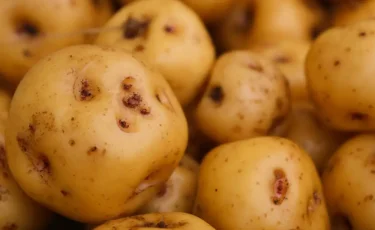 Тысяча тонн казахстанского картофеля сгнила на границе с Узбекистаном