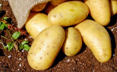 О ситуации с ценами на картофель рассказал министр сельского хозяйства