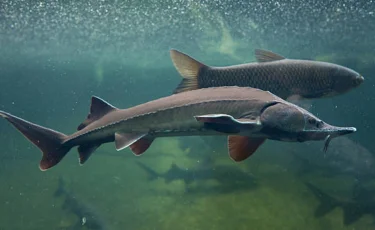 Черную икру будут производить в Казахстане