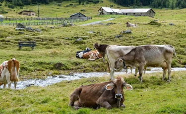 Казахстан и Китай создадут совместную лабораторию животноводства