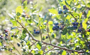 За хищение бюджетных денег осужден экс-руководитель «Жасыл аймак»