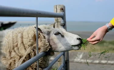 Сельскохозяйственная перепись в Казахстане стартует 1 августа