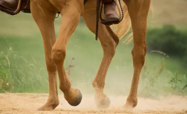 Подросток пострадал на скачках во время празднования Наурыза в Аксу