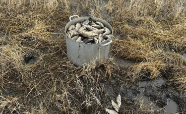 В Костанайской области спасают рыбу после разлива озера