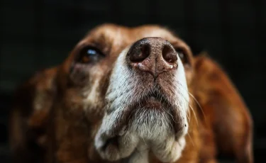 В Казахстане предлагают ужесточить закон о бродячих животных
