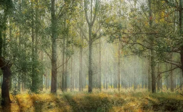 Миллиарды тратят на выращивание леса в Туркестанской области