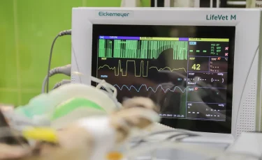 Елімізде екі айда 174 адам өз-өзіне қол жұмсап қаза тапқан