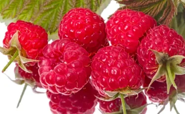 Таңқурайдың «элитасы» министрлікке миллиардқа түсті: шенеунік қамауға алынды