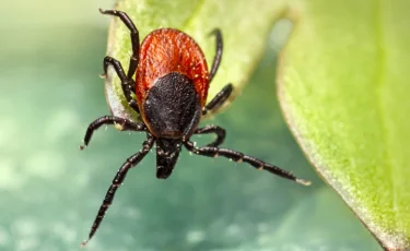 В всплеск нападений клещей на людей наблюдается в Казахстане