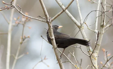 Дожди, снег и пыльные бури ожидаются в Казахстане